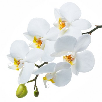 Стол обеденный Танго белый/Орхидея в Большой Ирбе - bolshaya-irba.mebel54.com | фото